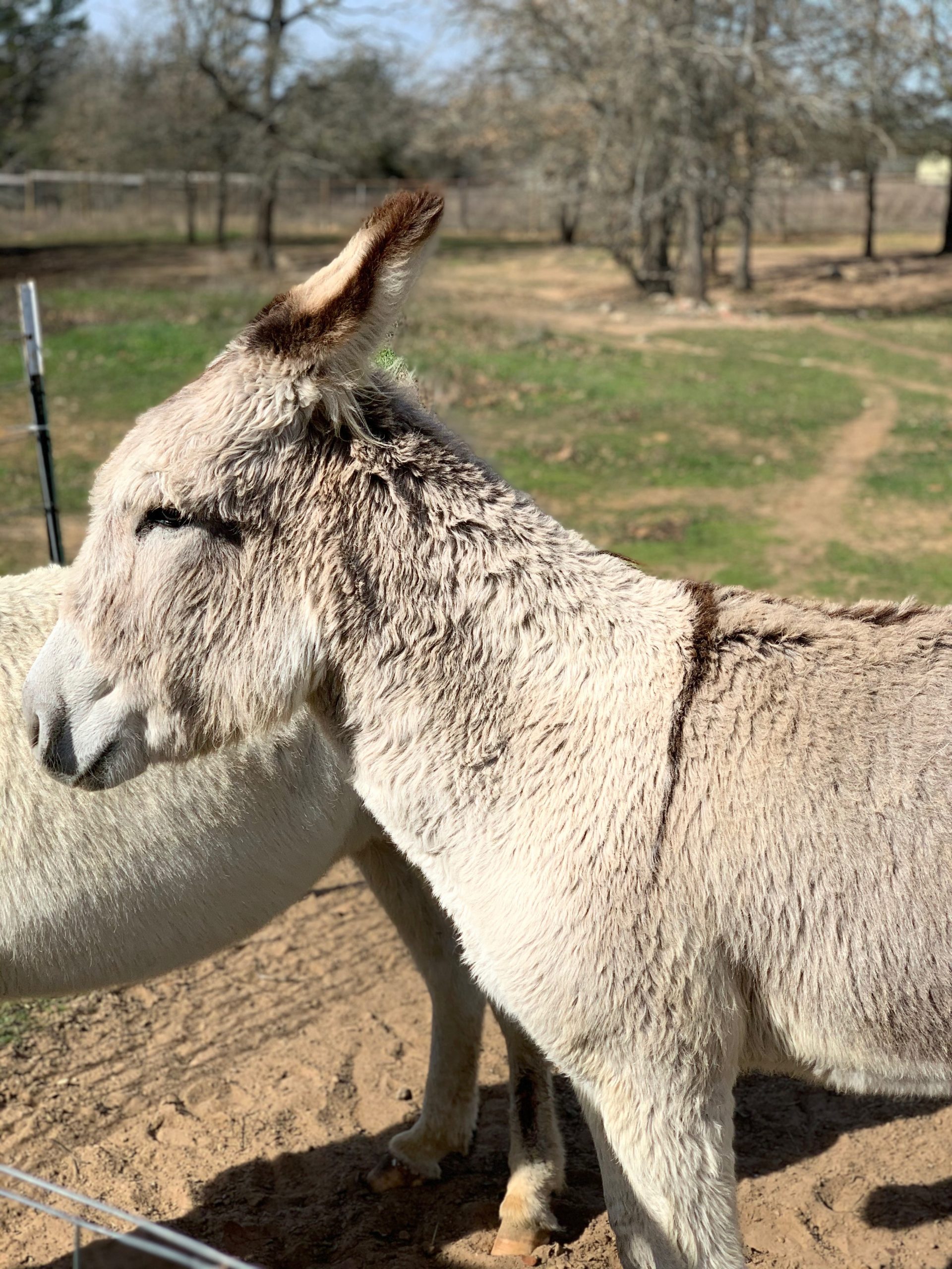 Donkey 101 - Meet Marshmallow & S’more