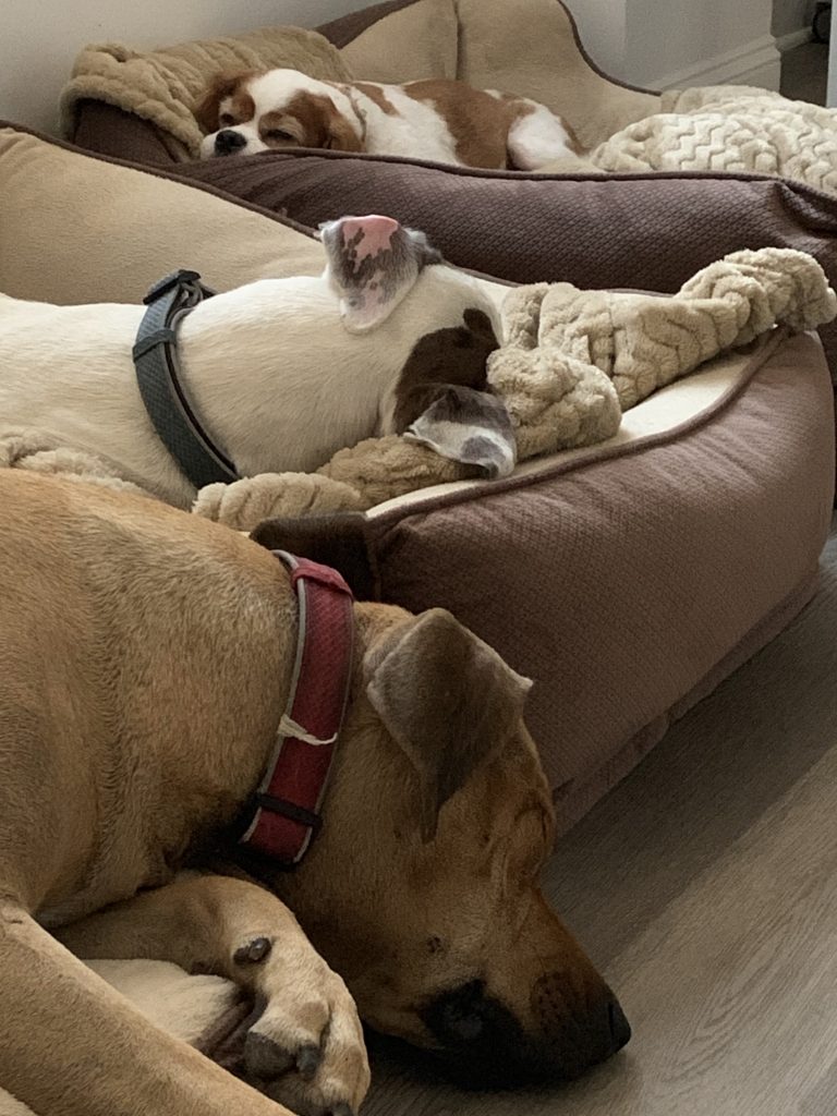 Chad's Legged Furry Dogs